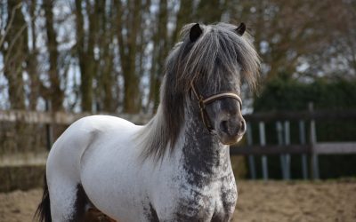 Positief nieuws voor Ronaldo