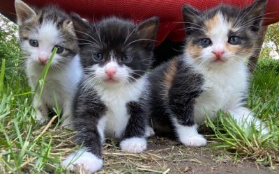 Kittens