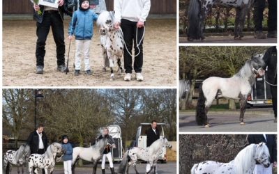 Appaloosa hengstenkeuring